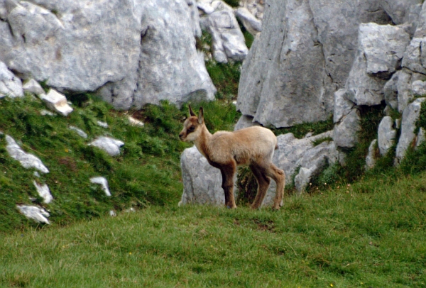 Camoscio d''Abruzzo Rupicapra pyrenaica ornata